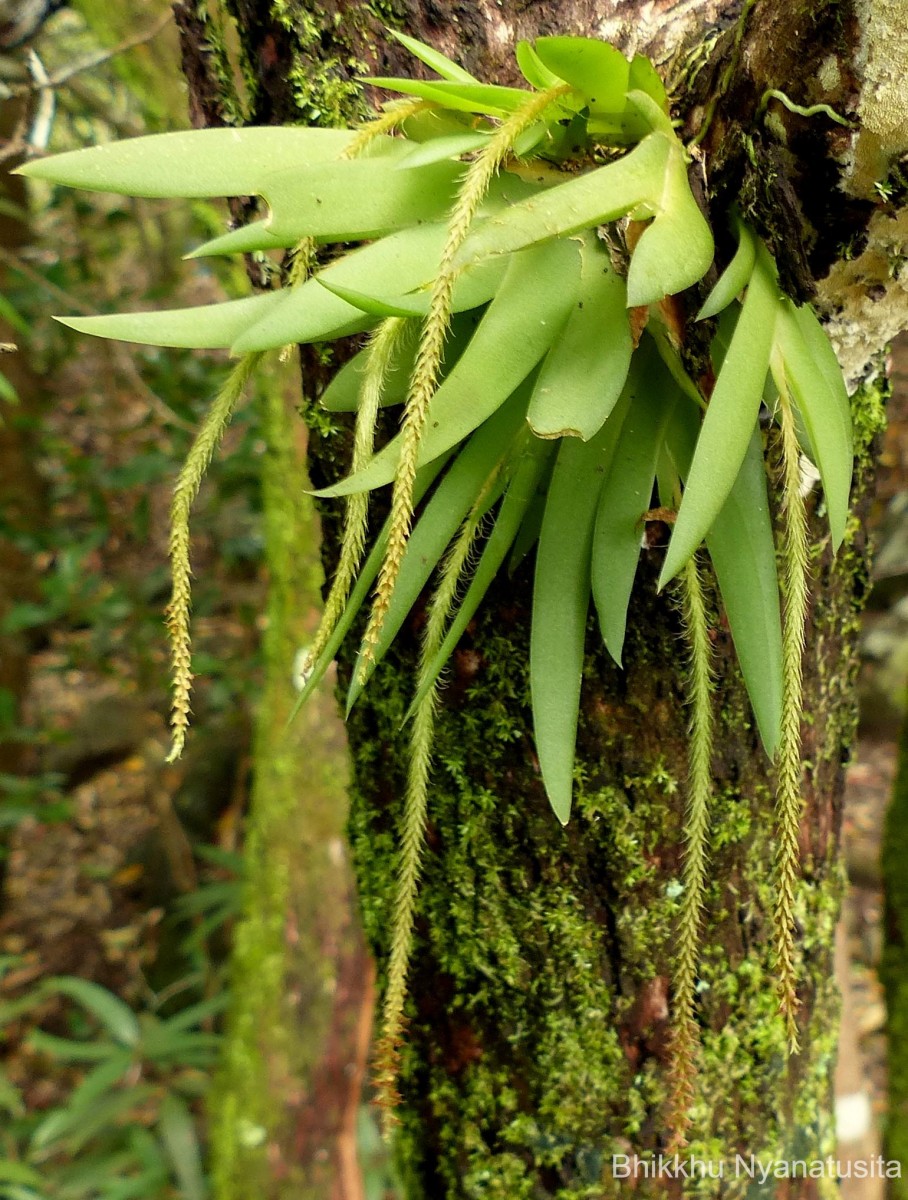 Oberonia weragamaensis Jayaw.
